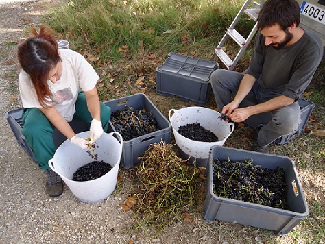 MontRubi selecting grapes